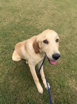Butterfinger -  Labrador Retriever and Mixed Breed Dog for Adoption in Henderson, North Carolina - Butterfinger | PetCurious