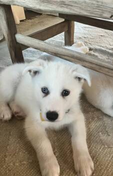 Xavier -  Siberian Husky and Mixed Breed Dog for Adoption in Fort Worth, Texas - Xavier | PetCurious