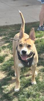 Rescue Carolina Dog and Australian Kelpie Dogs for Adoption in Syracuse, New York - Richard | PetCurious