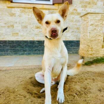 Pharaoh Hound Dogs Available for Adoption in New York, New York - Pinky | PetCurious