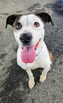 Rescue Whippet Dogs for Adoption in Providence, Rhode Island - Brooke | PetCurious