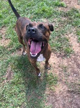 PIXEL CAMDEN -  Pit Bull Terrier Dog for Adoption in Woodbine, Georgia - PIXEL CAMDEN | PetCurious