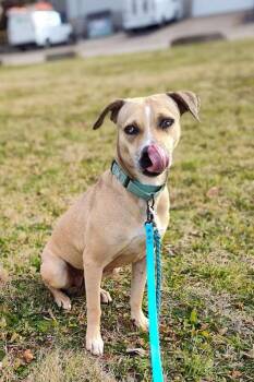 Kendra Scott -  Mixed Breed Dog for Adoption in Cincinnati, Ohio - Kendra Scott | PetCurious