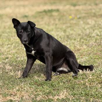 Mixed Breed Dogs Available for Adoption in Elberton, Georgia - Chloe 11954 | PetCurious