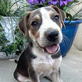 Milky Way Mini -  Husky and Hound Dog for Adoption in Andover, Massachusetts - Milky Way Mini | PetCurious