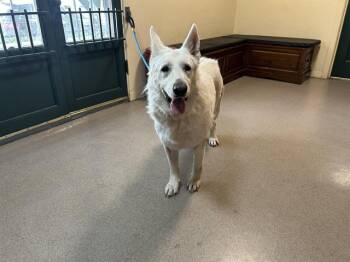 Rescue German Shepherd Dog Dogs for Adoption in Pasadena, California - PRAISE | PetCurious