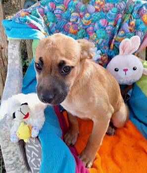 Labrador Retriever and Boxer Dogs Available for Adoption - Arsenia WA14262-T | PetCurious