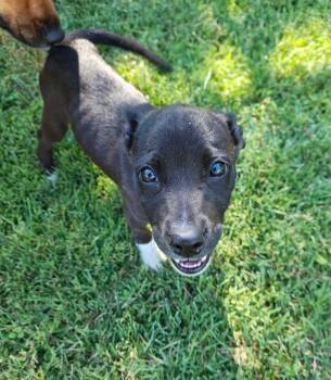 Maci -  Mixed Breed Dog for Adoption in Russellville, Kentucky - Maci | PetCurious