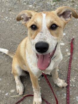 Sierra -  Retriever and Australian Cattle Dog Blue Heeler Dog for Adoption in Green Ridge, Missouri - Sierra | PetCurious