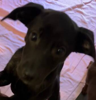 MEATBALL -  Chihuahua Dog for Adoption in Elizabethton, Tennessee - MEATBALL | PetCurious