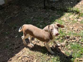Dachshund Dogs Available for Adoption - Benny | PetCurious