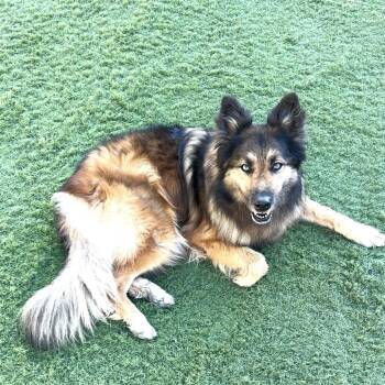 Rescue German Shepherd Dog Dogs for Adoption in Pleasanton, California - MACY - COURTESY POST | PetCurious