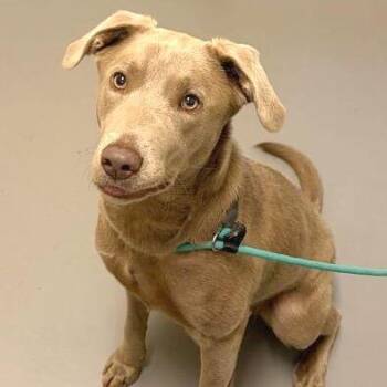 Shasta -  Mixed Breed Dog for Adoption in Asheville, North Carolina - Shasta | PetCurious