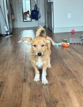 Mimi -  Chihuahua and Terrier Dog for Adoption in Aurora, Colorado - Mimi | PetCurious