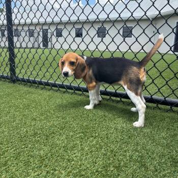 PG6 5098 -  Beagle Dog for Adoption in Loxahatchee Groves, Florida - PG6 5098 | PetCurious