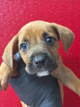 A255384 -  Mastiff and Mixed Breed Dog for Adoption in Visalia, California - A255384 | PetCurious