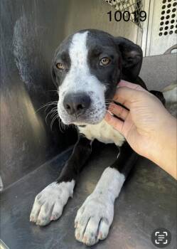 Chandler -  Pit Bull Terrier Dog for Adoption in Victorville, California - Chandler | PetCurious
