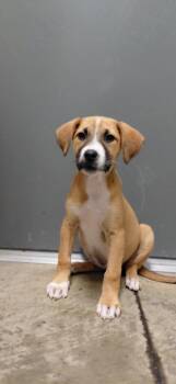 Mixed Breed Dogs Available for Adoption in Henderson, North Carolina - Nikki | PetCurious