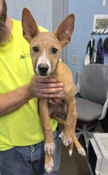 Harriet -  Terrier Dog for Adoption in Evansville, Indiana - Harriet | PetCurious