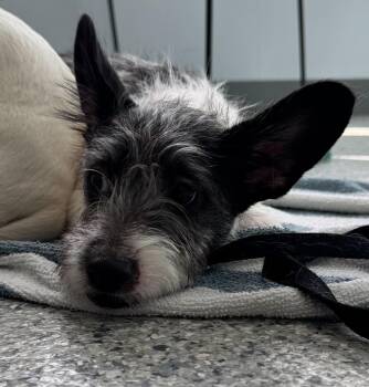 Chihuahua and Pomeranian Dogs Available for Adoption - Oreo | PetCurious