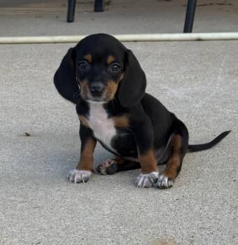 Adelaide -  Beagle Dog for Adoption - Adelaide | PetCurious