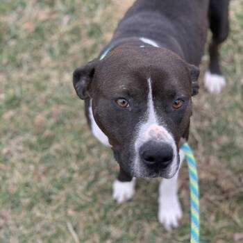 Black Labrador Retriever and Pit Bull Terrier Dogs Available for Adoption in St. Louis, Missouri - Glacier/SUGAR | PetCurious