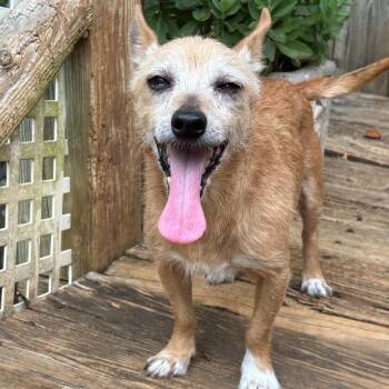 Chevy Chase -  Chihuahua and Wirehaired Dachshund Dog for Adoption in Greenville, South Carolina - Chevy Chase | PetCurious