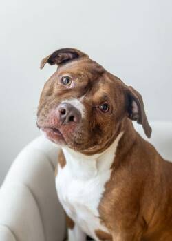 Foxxy -  Mixed Breed Dog for Adoption in New York, New York - Foxxy | PetCurious