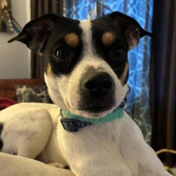 Jack Russell Terrier Dogs Available for Adoption - Rocky Cannoli | PetCurious