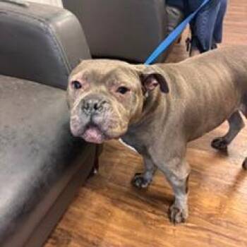 School Bus -  Terrier Dog for Adoption in St. Louis, Missouri - School Bus | PetCurious