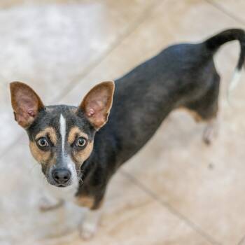 Atticus -  Rat Terrier and Chihuahua Dog for Adoption in Hilton Head Island, South Carolina - Atticus | PetCurious