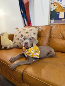 Ryan Ark -  Weimaraner and Labrador Retriever Dog for Adoption in Friendswood, Texas - Ryan Ark | PetCurious