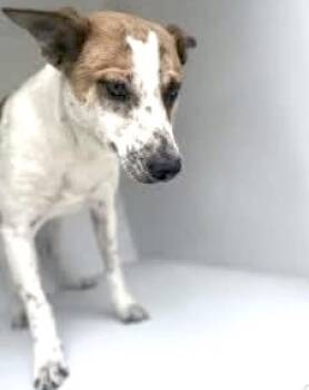 Rescue Fox Terrier and Mixed Breed Dogs for Adoption in Houston, Texas - A639474 | PetCurious