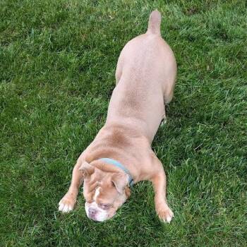 Bulldog Dogs Available for Adoption in Midlothian, Virginia - Winston | PetCurious