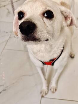 Rescue Chihuahua Dogs for Adoption in New York, New York - Coco | PetCurious