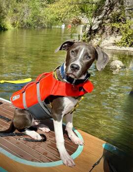 Diesel -  Pit Bull Terrier and Labrador Retriever Dog for Adoption in Austin, Texas - Diesel | PetCurious