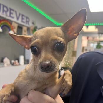 Chihuahua Dogs Available for Adoption - Pigeon | PetCurious