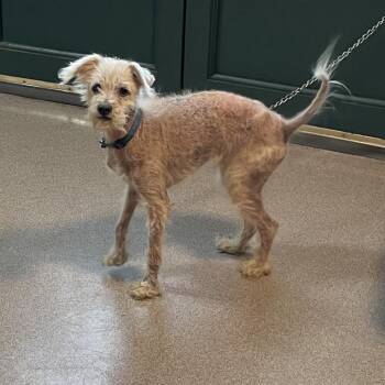 Poodle Dogs Available for Adoption in Pasadena, California - Willy | PetCurious