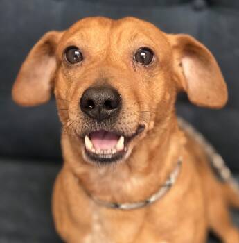 Bucky -  Mixed Breed Dog for Adoption in Normal, Illinois - Bucky | PetCurious