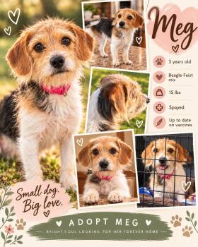 Meg -  Beagle and Feist Dog for Adoption in Jackson, Tennessee - Meg | PetCurious