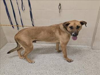 Rescue German Shepherd Dog and Plott Hound Dogs for Adoption in Conroe, Texas - HANK | PetCurious