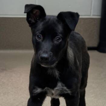 Australian Cattle Dog Blue Heeler and Labrador Retriever Dogs Available for Adoption in Hinesville, Georgia - Zazzles | PetCurious
