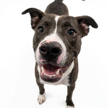 Bojangles -  Mixed Breed Dog for Adoption - Bojangles | PetCurious