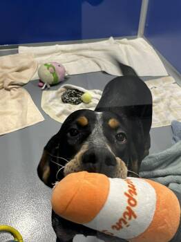 Bluetick Coonhound Dogs Available for Adoption - Dulce | PetCurious