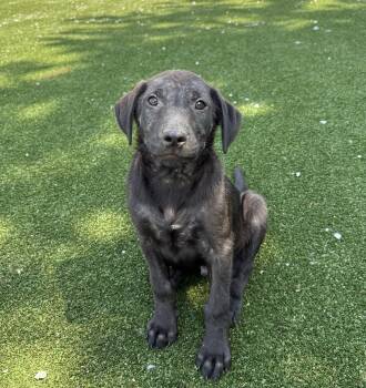 Labrador Retriever and Shepherd Dogs Available for Adoption in Gallatin, Tennessee - Van Gogh | PetCurious