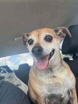 Daisy -  Chihuahua Dog for Adoption in Dalton, Georgia - Daisy | PetCurious