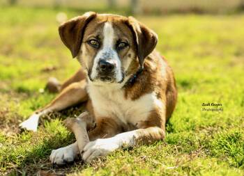 Rescue Beagle Dogs for Adoption in Henderson, Kentucky - Muffy | PetCurious