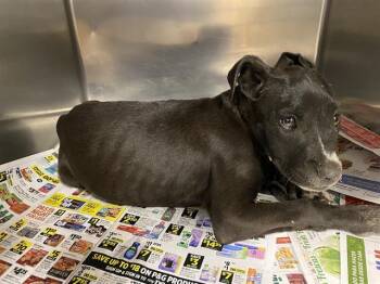Pit Bull Terrier and Mixed Breed Dogs Available for Adoption in Modesto, California - A610634 | PetCurious