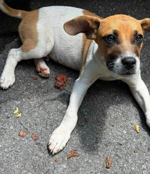 Joker -  Mixed Breed Dog for Adoption in Woodstock, Ontario - Joker | PetCurious