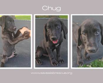 Chug -  Labrador Retriever and Black Labrador Retriever Dog for Adoption in Middletown, Rhode Island - Chug | PetCurious